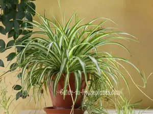 Spider Plant on Table