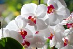 Phalaenopsis Orchids White RedLip