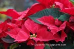 Poinsettia Red