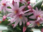 Easter Cactus Pink Flowers