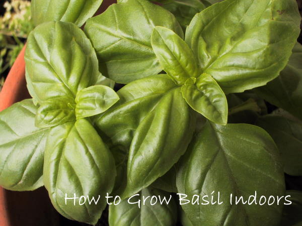 How to Grow Basil - Terracotta Pot