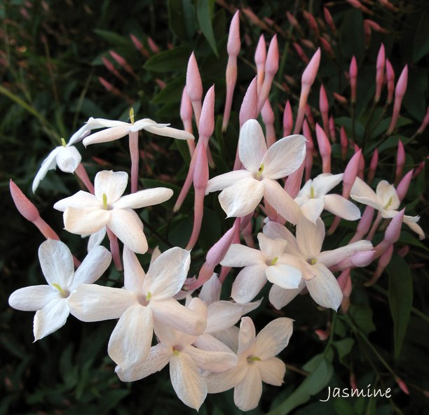 Jasmine Plant Flowers Pink Buds