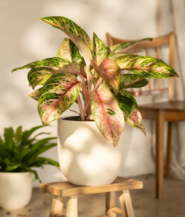 Chinese Evergreen Aglaonema
