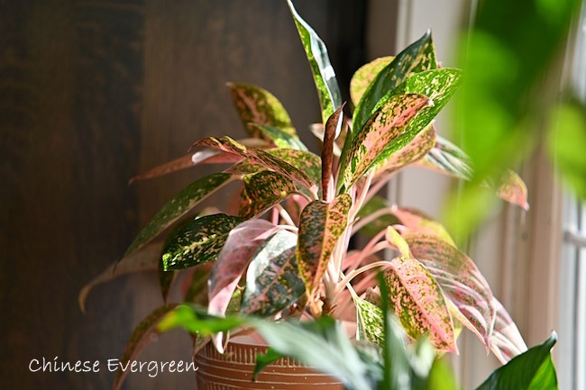 Chinese Evergreen Plant in Window Chinese Evergreen, Aglaonema