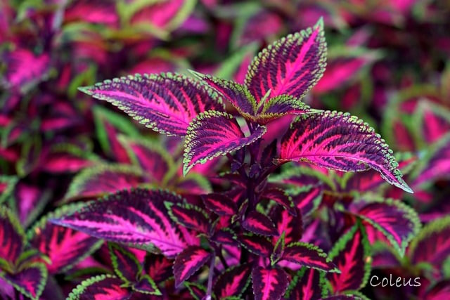 Coleus Plant Coleus Houseplant