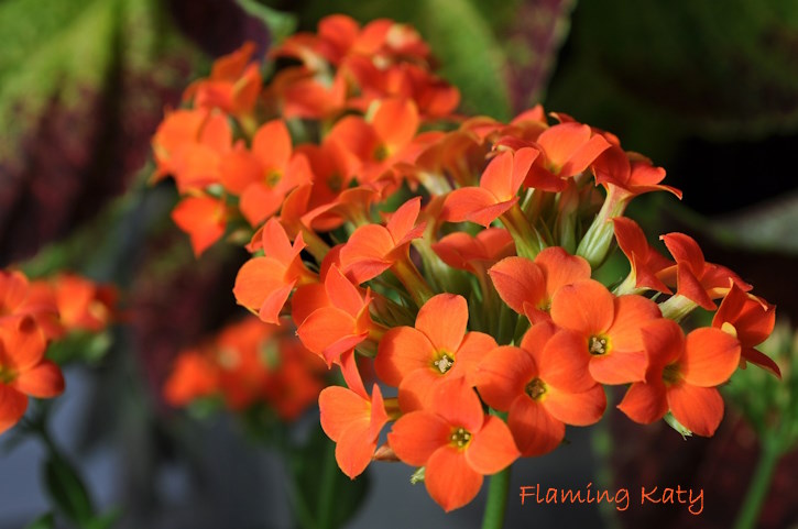 Flaming Katy Flowers flaming katy orange