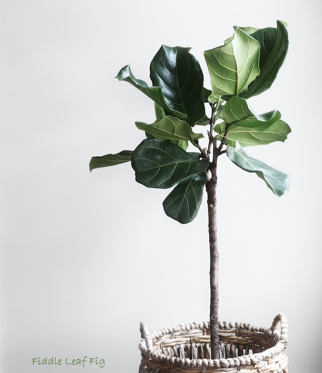 Fiddle Leaf Fig fiddle leaf fig, ficus lyrata, common house plant
