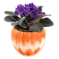 African Violet african violet plants, african violet pots, caring for african violets