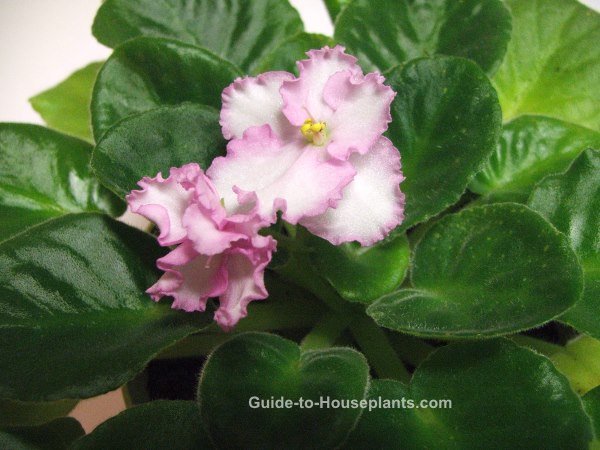 african violet plants, african violet flowers, saintpaulia, african violets