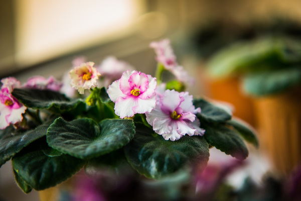 african violet care indoors