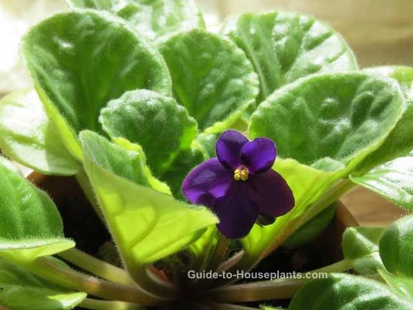 African Violet Plant african violet plants, caring for african violets, how to grow african violets, african violets