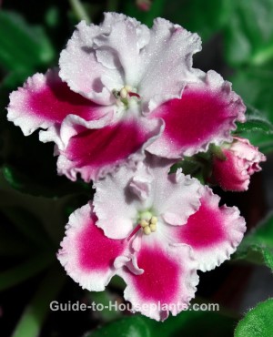 african violet plants, african violets, caring for african violets, how to grow african violets, saintpaulia