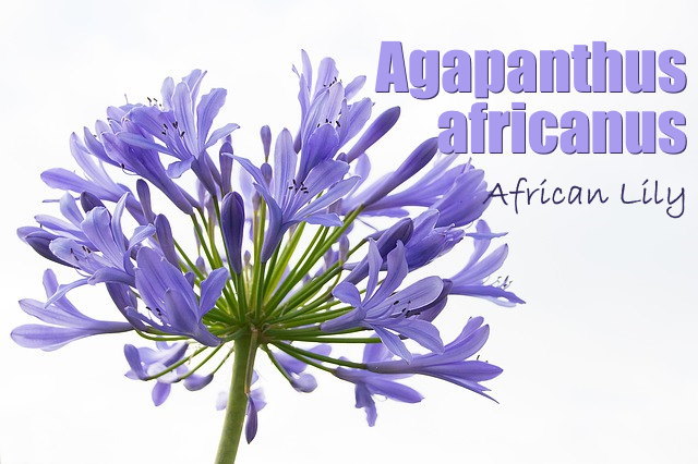 african lily, agapanthus africanus