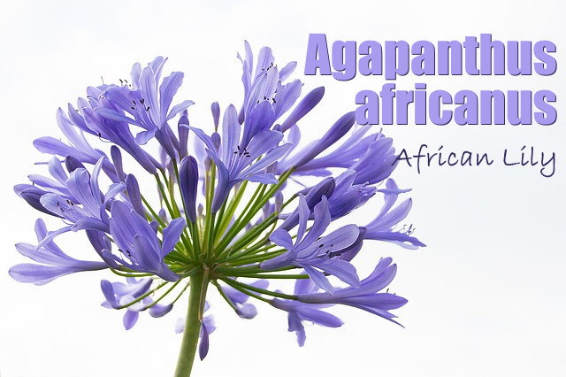 African Lily Flowers african lily, agapanthus africanus