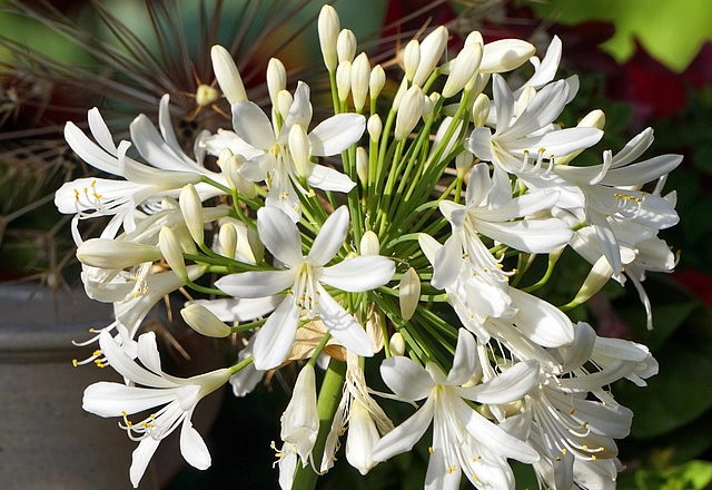 White African Lily Flowers african lily, agapanthus africanus alba