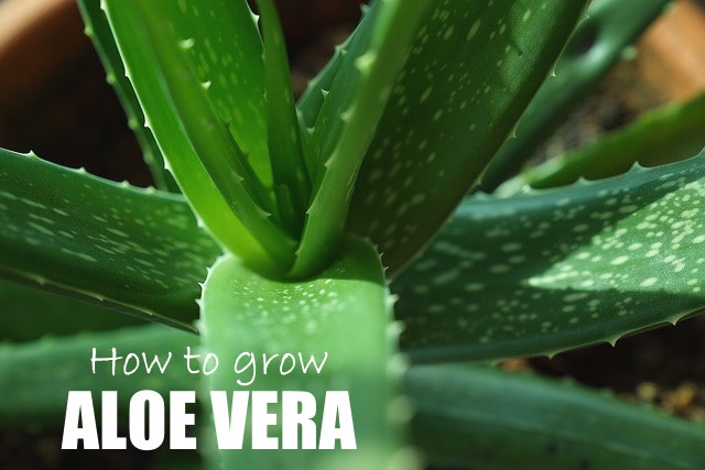 aloe vera plant care, growing aloe indoors