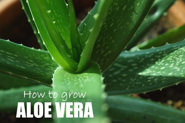 Aloe Vera Plant Care How To Grow Aloe Indoors