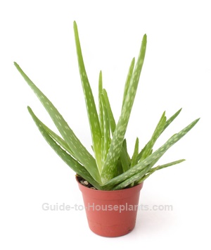 Aloe Vera Plant Care How To Grow Aloe Indoors