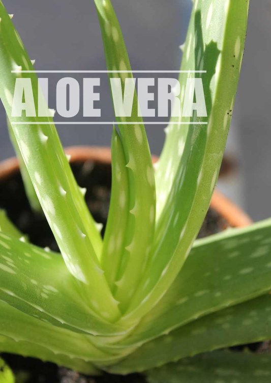 Aloe Vera Plant Care How To Grow Aloe Indoors