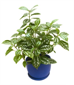 アルミニウム植物、pilea cadierei、pilea観葉植物