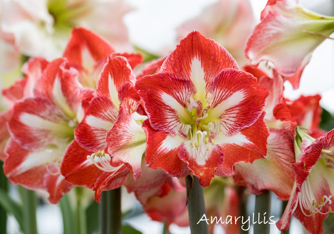 amaryllis care, forcing amaryllis indoors, growing amaryllis