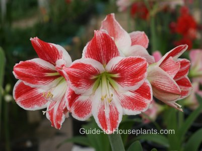 Christmas Blooming Amaryllis Candy Cane Red White Flowers Blooms