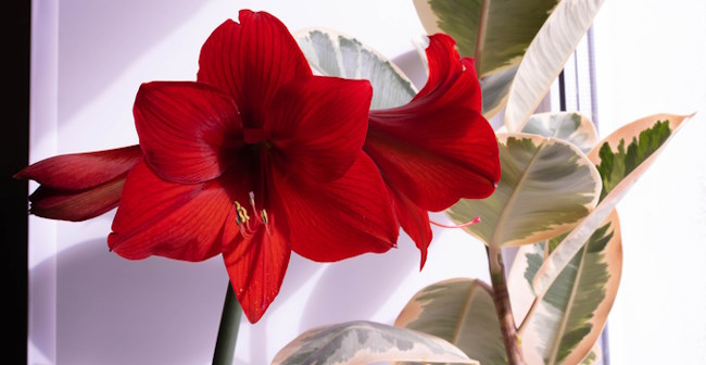 amaryllis, force amaryllis, growing amaryllis indoors