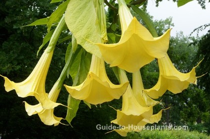 Angel Trumpet Plant angel trumpet plant, fragrant flowers