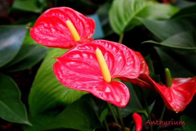 Red heart shaped wreath surrounded by Anthuriums and Orchids