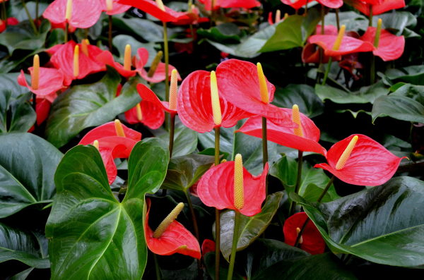 Tropical Anthurium Flowers anthurium flowers, hawaiian flowers