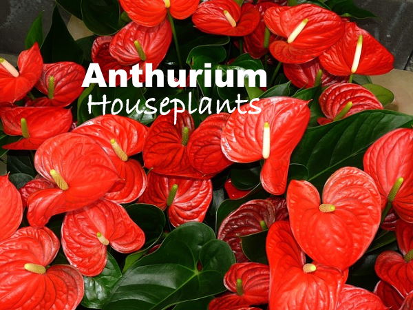 anthurium, anthurium care, anthurium flori, anthurium andraeanum