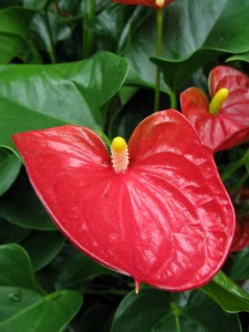 Details about   Anthurium red flower 5 plant from Indonesia DHL Express