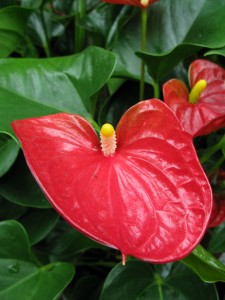 anthurium plante, anthurium pleje, anthurium blomster, anthurium andraeanum