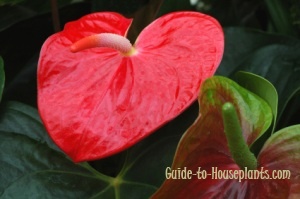 anthurium plante, anthurium pleje, anthurium blomster, anthurium andraeanum