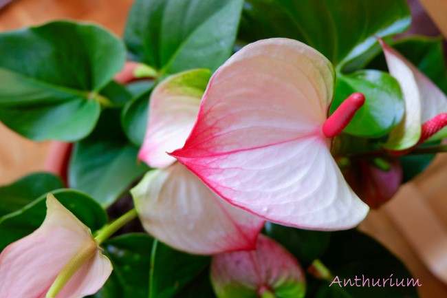 [Image: anthurium-white-pink.jpg]