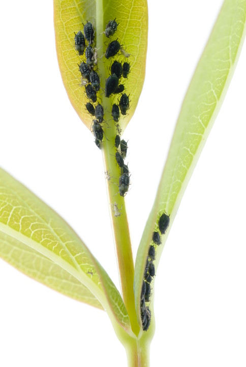 aphids, get rid of aphids, aphids on plant