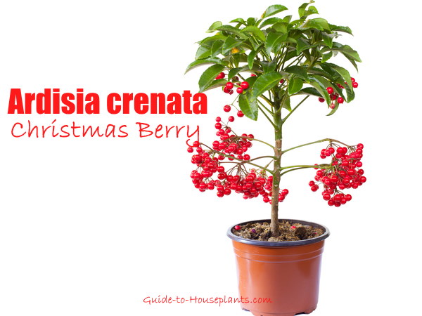 Christmas on sale berry plant