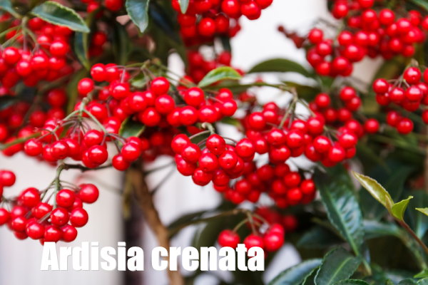 Red Berries on Ardisia Crenata Shrub ardisia crenata