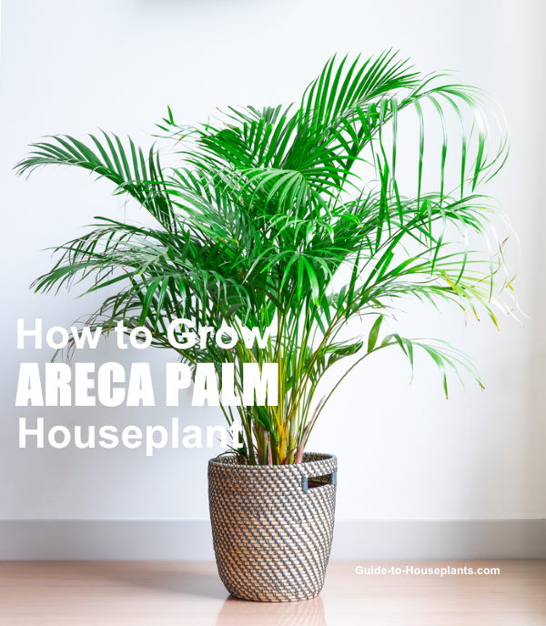 areca palm tree, butterfly palm