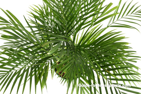 Areca Palm Fronds