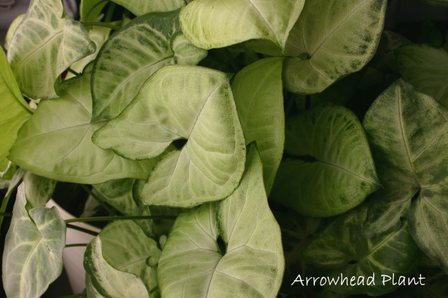 Arrowhead Завод стреловидное растение, syngonium podophyllum, обычные комнатные растения, комнатные растения