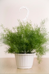 Asparagus Plant asparagus fern, asparagus sprengeri, hanging basket plant