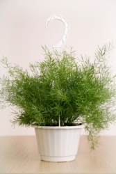 Asparagus Fern #Orchids  Asparagus fern, Plants, Ferns garden