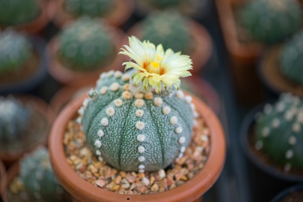 Astrophytum Asterias