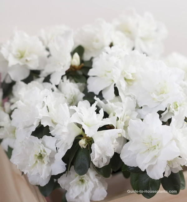 White Azaleas Blooming Indoors azaleas, florist azalea, azalea care, azalea houseplant