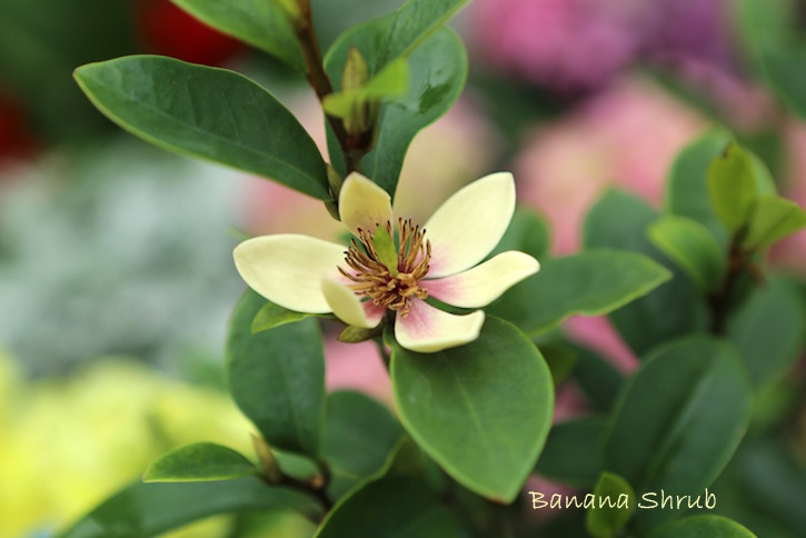 Banana Shrub banana shrub, michelia figo, magnolia figo, banana magnolia, banana figo