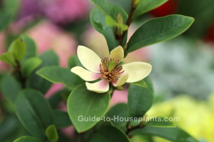 Fragrant Banana Shrub banana shrub, fragrant house plant, magnolia figo, michelia figo