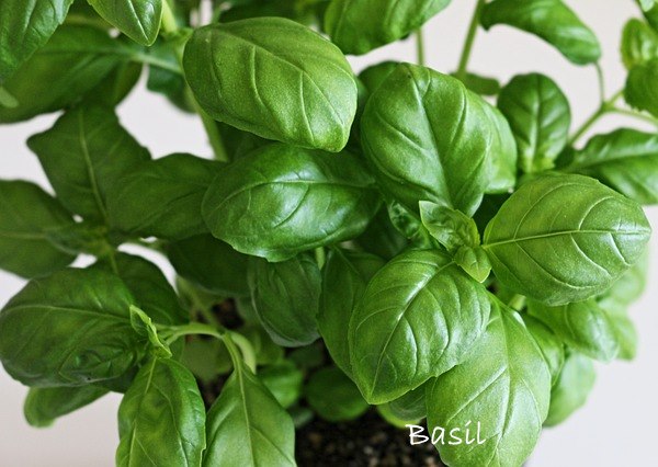 Potted Basil Plant Growing Indoors herb garden, growing basil herb