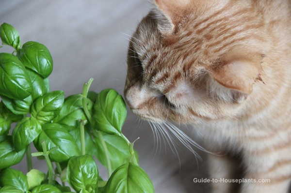 растения безопасны для кошек