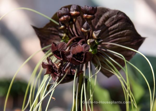 Black Bat Flower Care Growing Tacca chantrieri Indoors